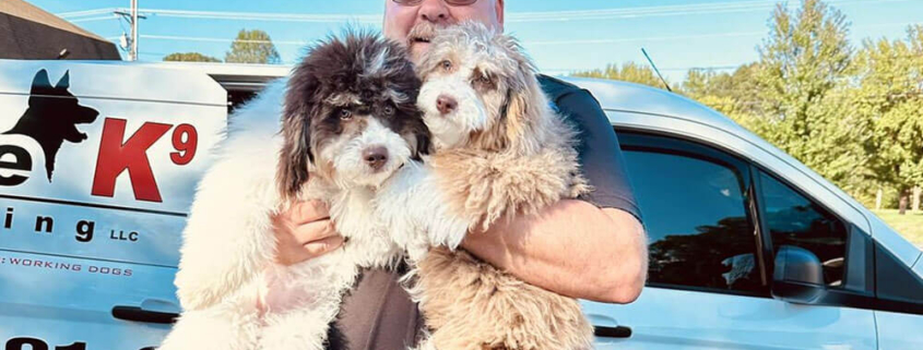 Ultimate K9 Dog Training
